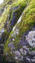 Grey Rock Covered with Green Moss