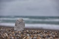 A grey rock laying in the sand at the beach