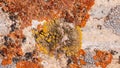 Grey rock stone with different black and orange lichens, closeup texture background, selective focus, shallow DOF Royalty Free Stock Photo