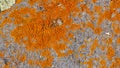 Grey rock stone with mostly orange lichens, closeup texture background, selective focus, shallow DOF Royalty Free Stock Photo