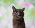 Grey Russian Blue Breed Cat Funny Face Portrait