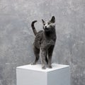 grey russian blue cat stands on a white cube on a gray background Royalty Free Stock Photo