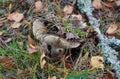 Grey russula mushroom on a background of green moss Royalty Free Stock Photo