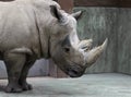 Grey sad rhinoceros in a aviary Royalty Free Stock Photo