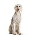 Grey Saluki dog facing the camera, sitting, isolated