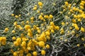 Grey santolina chamaecyparissus cotton lavender yellow flowers in the summer garden. Flowering evergreen shrub species Royalty Free Stock Photo