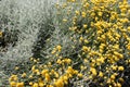 Grey santolina chamaecyparissus cotton lavender yellow flowers in the summer garden. Flowering evergreen shrub species Royalty Free Stock Photo