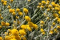 Grey santolina chamaecyparissus cotton lavender yellow flowers in the summer garden. Flowering evergreen shrub species Royalty Free Stock Photo