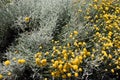 Grey santolina chamaecyparissus cotton lavender yellow flowers in the summer garden. Flowering evergreen shrub species Royalty Free Stock Photo