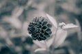 Grey scale selective focus shot of an exotic flower in the middle of a forest