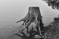 Grey-scale shot showing exposed stump showing its roots on the shores of Lake Allatoona in the Wintertime after drainage