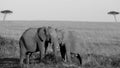 Grey scale shot of two elephants on the grass covered field in the African jungles