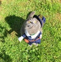 Grey Scottish cat dressed in a police suit