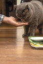 A grey Scottish cat eats food from a human hand