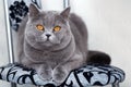 Grey Scottish cat sitting on a stool, cute pet at home