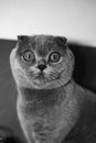 Grey Scottish-fold cat looks at the camera.