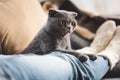 Scottish fold cat lying on female legs on sofa Royalty Free Stock Photo