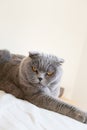 Grey Scottish fold cat portrait