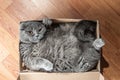 Grey Scottish fold cat sitting in shoe box. Cats are usually very curious andthey like to get into interesting places Royalty Free Stock Photo