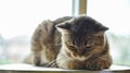 Grey Scottish Fold cat sleeping