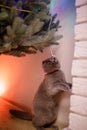 Grey Scottish-Fold curious cat looks at spruce Artificial New Year Tree near fireplace at home