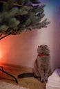 Grey Scottish-Fold curious cat looks at spruce Artificial New Year Tree near fireplace at home