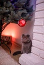 Grey Scottish-Fold curious cat looks at spruce New Year Tree near