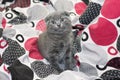 Grey Scottish fold kitten sitting on the bed Royalty Free Stock Photo