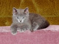 Grey Scottish Kitten Royalty Free Stock Photo