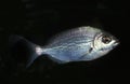 Grey Sea Bream, cantharus griseus, Adult against Black Background Royalty Free Stock Photo