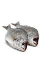 Grey Sea Bream, pondyliosoma cantharus, Fresh Fish against White Background Royalty Free Stock Photo