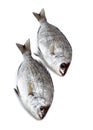 Grey Sea Bream, pondyliosoma cantharus, Fresh Fish against White Background Royalty Free Stock Photo