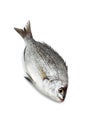 Grey Sea Bream, pondyliosoma cantharus, Fresh Fish against White Background