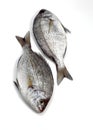 Grey Sea Bream, spondyliosoma cantharus, Fresh Fish against White Background