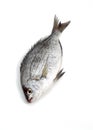 Grey Sea Bream, spondyliosoma cantharus, Fresh Fish against White Background