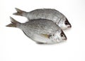 Grey Sea Bream, spondyliosoma cantharus, Fresh Fish against White Background