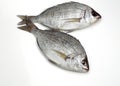 Grey Sea Bream, spondyliosoma cantharus, Fresh Fish against White Background