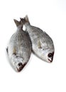 Grey Sea Bream, spondyliosoma cantharus, Fresh Fishes against White Background