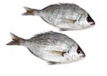 Grey Sea Bream, spondyliosoma cantharus, Fresh Fishes against White Background Royalty Free Stock Photo