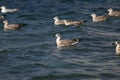 Grey sea gulls sway on the waves Royalty Free Stock Photo