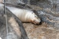 A grey sea lion sleeping peacefully on a rock Royalty Free Stock Photo