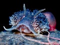 Grey sea slug from the ice cold Oslo fjord Royalty Free Stock Photo