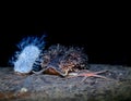 A Grey sea slug between a sea star and a soft coral Royalty Free Stock Photo