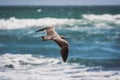 Grey seagull flying in Paracas, Peru