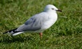 Grey Seagull Royalty Free Stock Photo