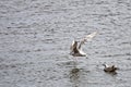 Grey seagull landing in the sea, ireland Royalty Free Stock Photo