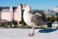 Grey seagull is walking on stone wall above blurred background with cityscape. Wild bird Royalty Free Stock Photo