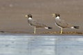 Grey seagulls in Alhail beach, Muscat, Oman