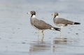 Grey seagulls in Alhail beach, Muscat, Oman