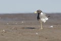 Grey seagulls in Alhail beach, Muscat, Oman